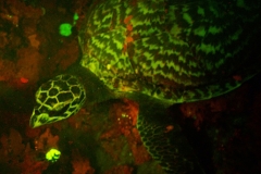 bioluminescent-turtle-1