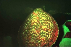 bioluminescent-turtle-2