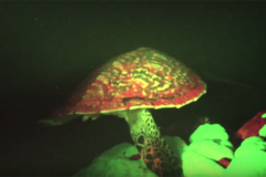 bioluminescent-turtle-3